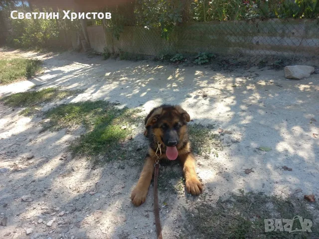 чистопородна немска овчарка, снимка 13 - Немска овчарка - 56353025