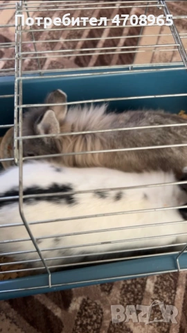 Декоративни зайчета лъвска глава, снимка 2 - Декоративни зайчета - 53097764