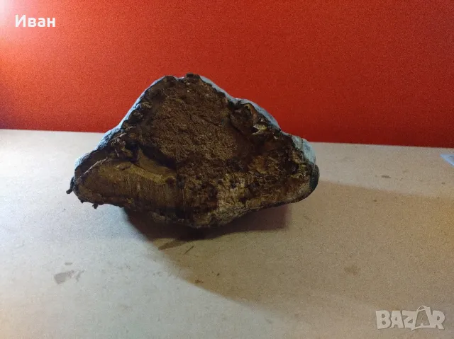 Дървесни гъби за декорация , снимка 7 - Други - 49038065