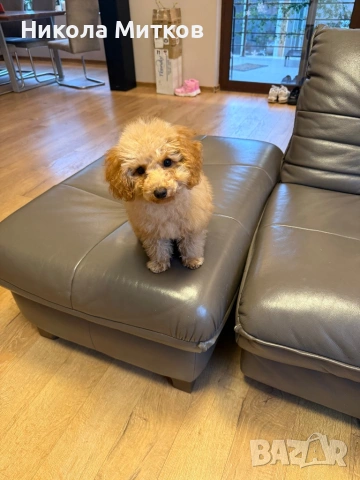 Той пудел , снимка 2 - Пудели - 53364001