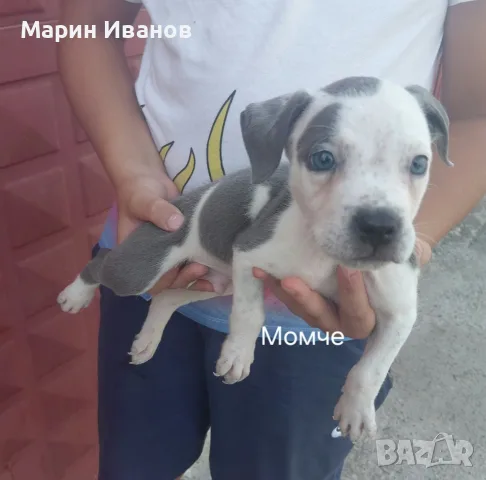 Сини питбулчета 3 момичета и 1 момче 