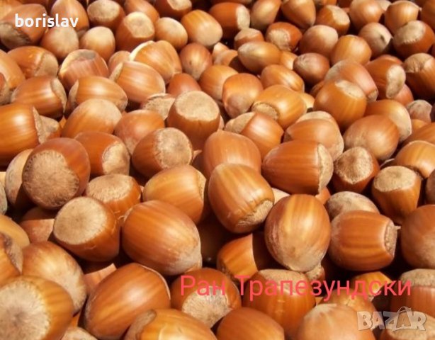 Лешници - Тонда джентиле, Ран трапезундски, Римски и Тонда ди джифони, снимка 3 - Разсади - 42337007