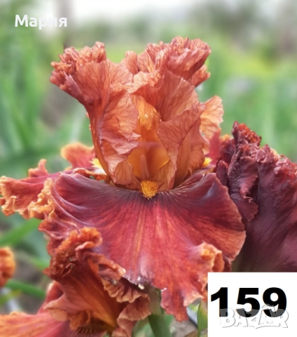 Сортови вискоки ириси /брадати ириси, снимка 5 - Сортови семена и луковици - 46410478