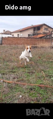 Джак ръсел за разплот