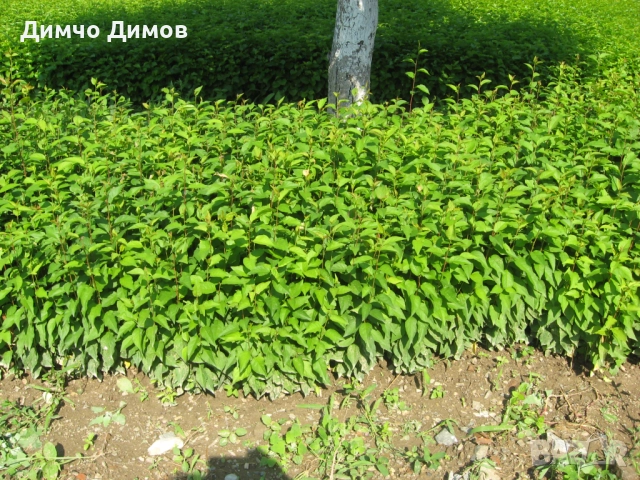 Продавам подложки махалебка и джанка, снимка 5 - Сортови семена и луковици - 52732245