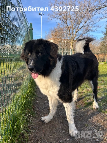 Мъжко каракачанско куче , снимка 3 - Каракачанска овчарка - 53601779