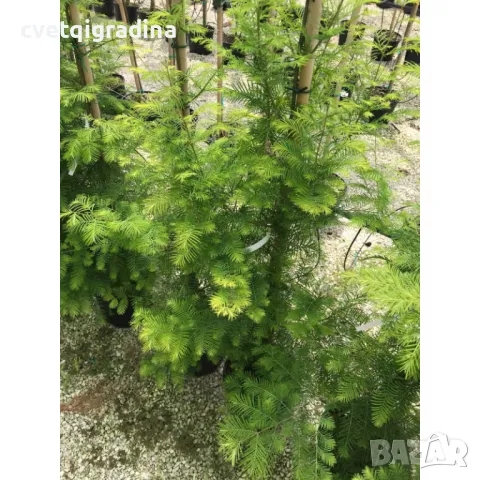Metasequoia glybtostroboides метасеквоя