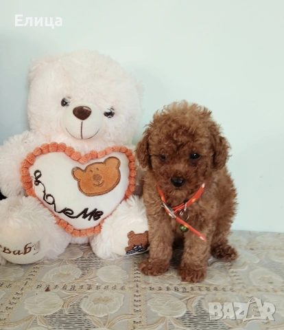 Пудел той момченце , снимка 6 - Пудели - 51622611