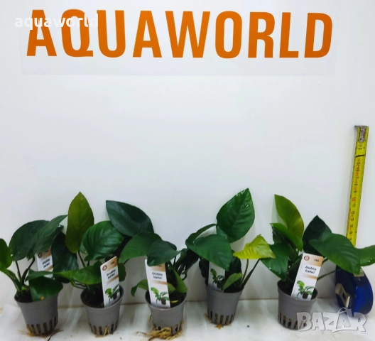Анубиас ANUBIAS BARTERI  , снимка 2 - Оборудване за аквариуми - 35449646