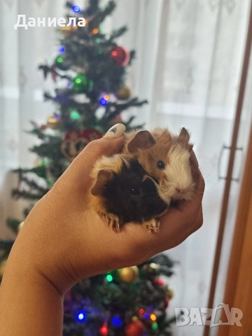 Морски свинчета