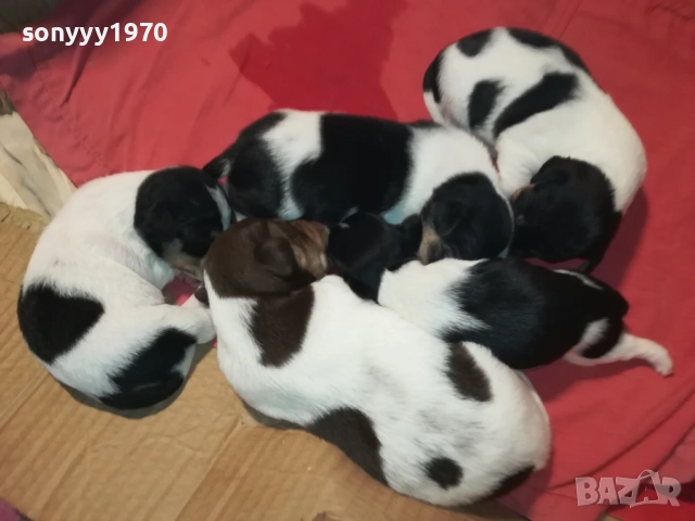 ДЖАК РЪСЕЛ-250ЛВ ЗА СЛАДКО КУТРЕ ПО ИЗБОР 2708251900, снимка 4 - Джак ръсел териер - 51513731