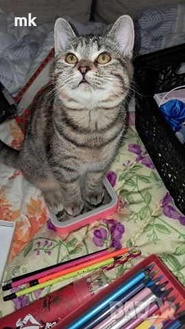 Подарявам котка, снимка 3 - Изгубени/намерени - 53745291