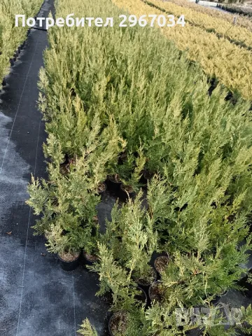 лейланди 70 см до 80 см 10 лв брой , снимка 3 - Градински цветя и растения - 48129347