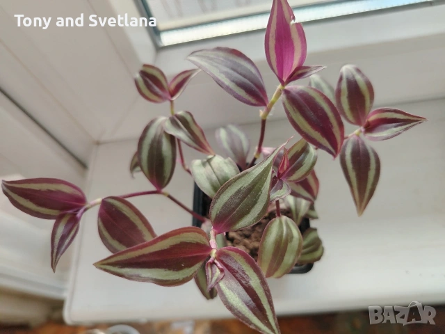 Стайни цветя- Хоя /Восъчниче (Hoya Carnosa), Сансевиера мини, Хлорофитум, Традесканция Зебрина, снимка 11 - Стайни растения - 53572534