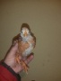 Нюхемпшир пилета  родени на 10 ти февруари., снимка 1 - Кокошки и пуйки - 44631982