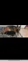 Немски овчарки на 3 мес. , снимка 8
