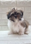 Ши Тцу Shih Tzu, снимка 7