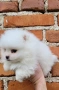 Померан-мини шпиц!!!, снимка 6