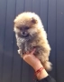 Померан мини мъжко и женско , снимка 2