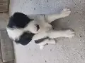 Кученце СПЕШНО търси дом!, снимка 1