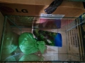 Аквариум и декорация , снимка 12