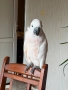 Папагал , снимка 3