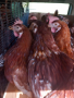 продавам кокошки носачки ломан Браун на на една година, снимка 1 - За селскостопански - 44932799