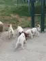 Джак ръсел териер, снимка 5