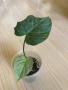 Philodendron Majestic , снимка 1