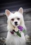 Китайско качулато куче - FCI родословие, снимка 17