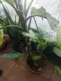 Зряла стайна Дифенбахия (Dieffenbachia) с декоративно стъбло, снимка 3