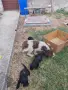 Кученца за трюфели , снимка 5