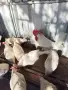 разплодни яйца от бял легхорн пиленца и ярки , снимка 4