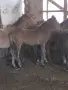 Кончета БТК   район София , снимка 1