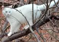 бели котенца, мъжко, женско, снимка 9
