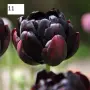 Луковици на лалета, снимка 1