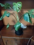 Monstera Tha, снимка 1