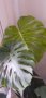 Монстера Филодендрон различни големини, снимка 1 - Стайни растения - 40382163