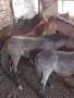 Кончета БТК   район София , снимка 2