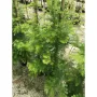 Metasequoia glybtostroboides метасеквоя, снимка 1