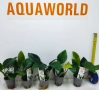 Анубиас ANUBIAS BARTERI  , снимка 2