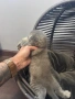 Британски / шотландски котенца , снимка 15