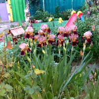 Продавам различни видове Перуники, снимка 2 - Градински цветя и растения - 44752133