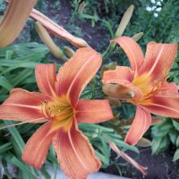 Хемерокалис, снимка 1 - Градински цветя и растения - 35923125