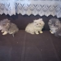 4 персийски котенца, снимка 2 - Персийска - 34677861