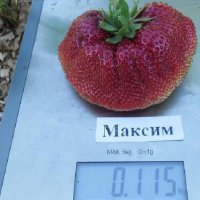 Ягода Максим - Strawberry Maxim Ягода гигант с прекрасен вкус и лесна за отглеждане, снимка 4 - Разсади - 39566638