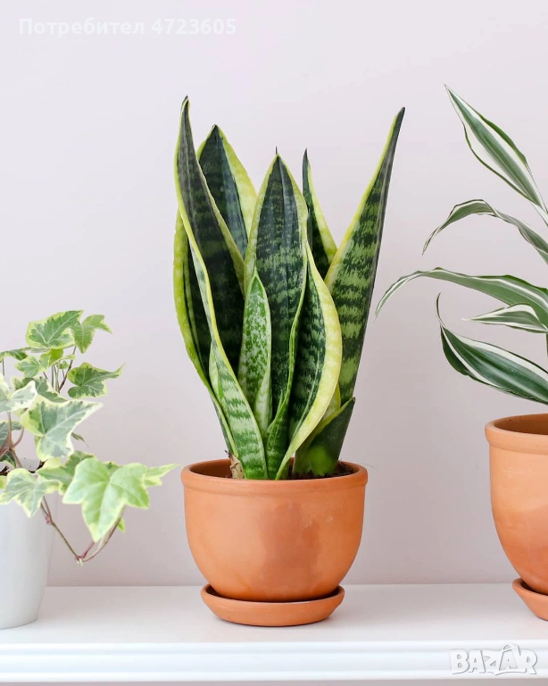 красиво стайно растение, снимка 1