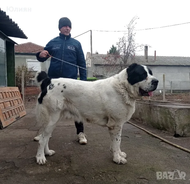 Продавам САО- Алабай, снимка 1