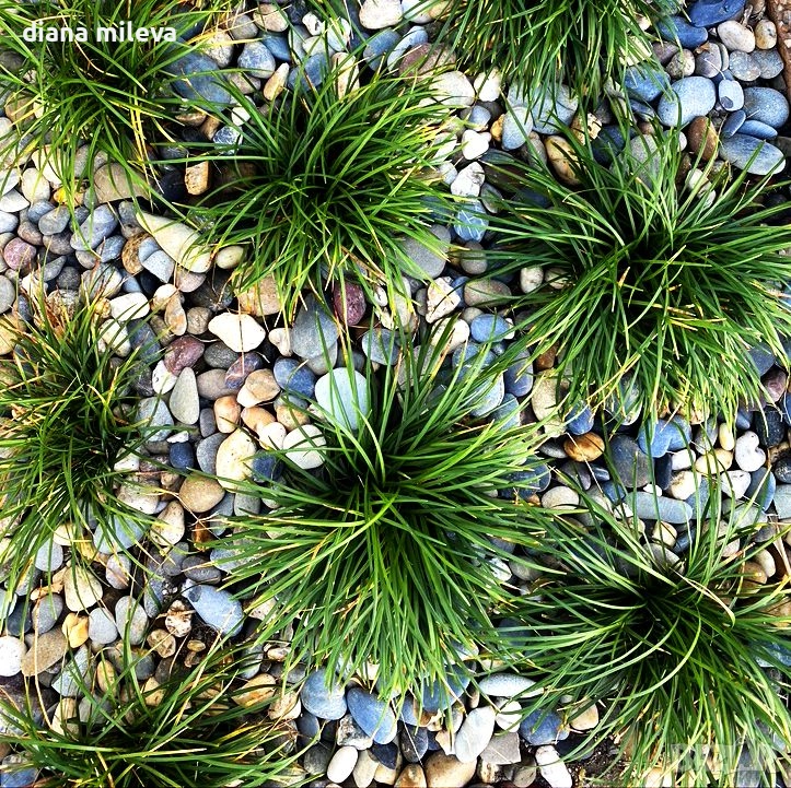 Офиопогон зелен, Ophiopogon japonicus, вечнозелен, студоустойчив, снимка 1