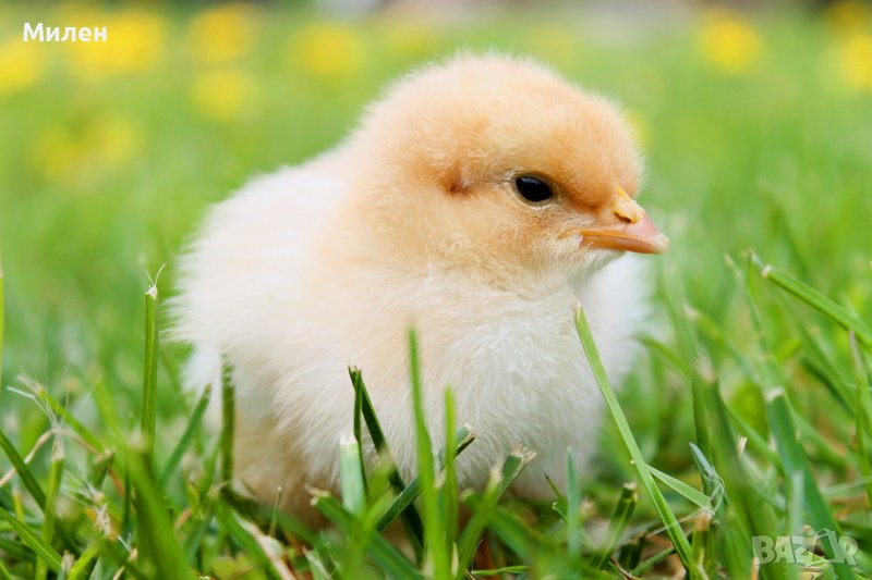 пилета финишер 2-2, снимка 1